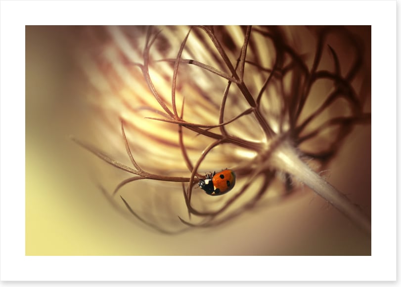 Insects
