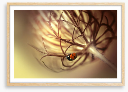 Insects
