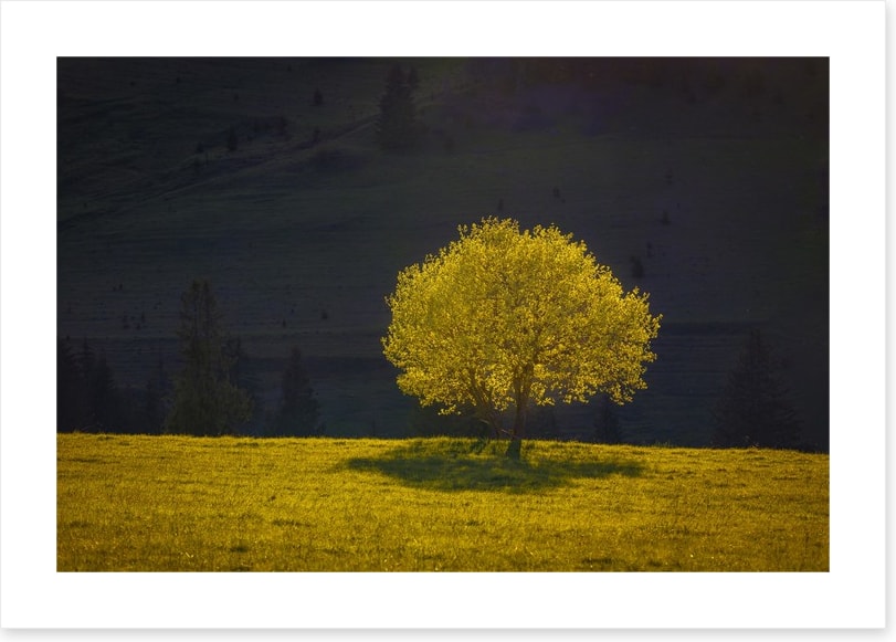 Trees