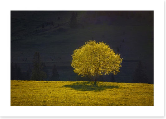 Trees