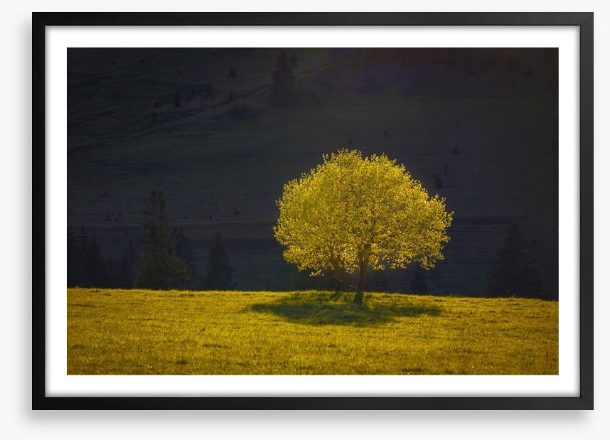 Trees