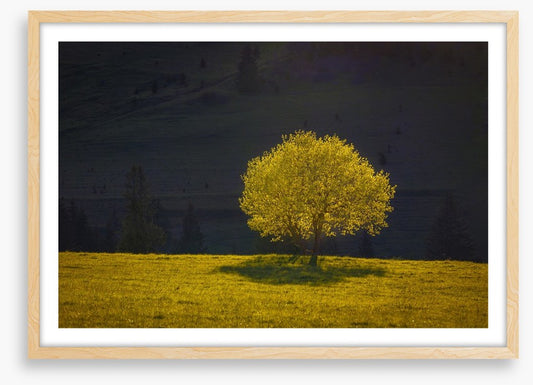 Trees