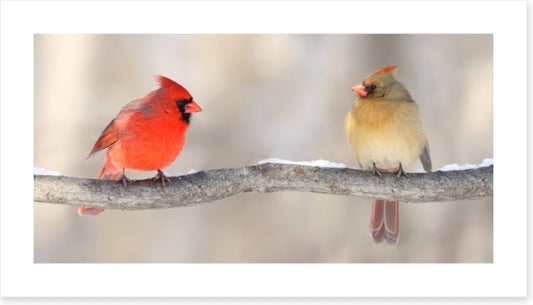 Courting cardinals