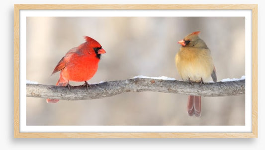 Courting cardinals