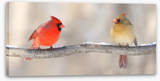 Courting cardinals