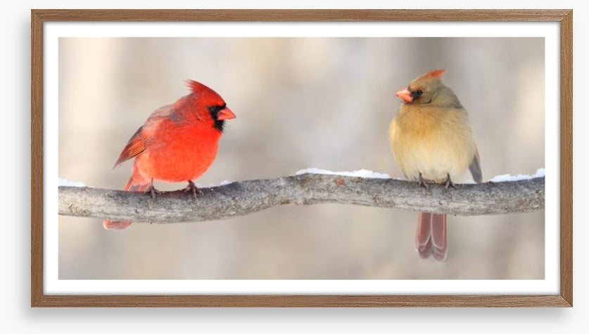 Courting cardinals