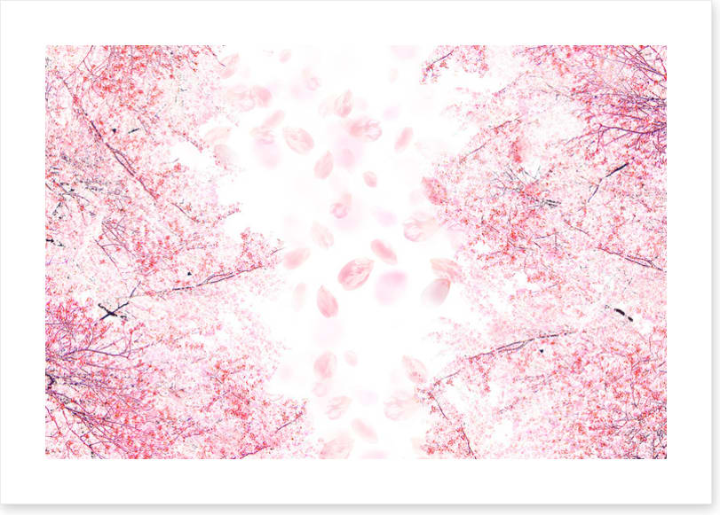 Blossom in the breeze