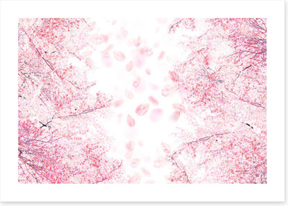 Blossom in the breeze