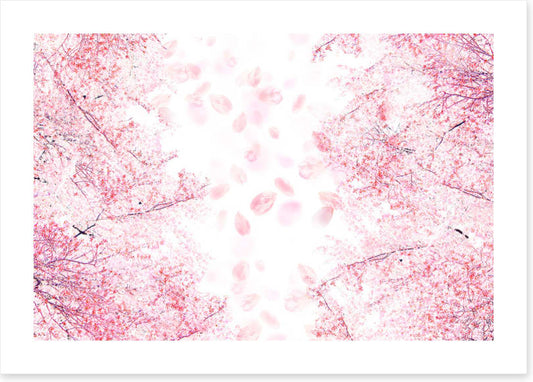 Blossom in the breeze