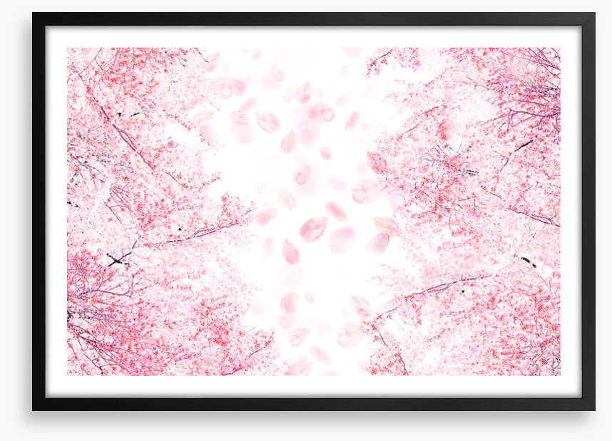 Blossom in the breeze