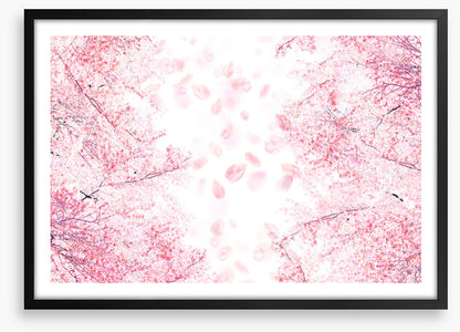 Blossom in the breeze
