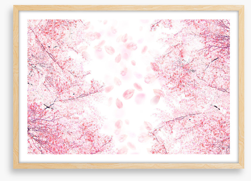 Blossom in the breeze
