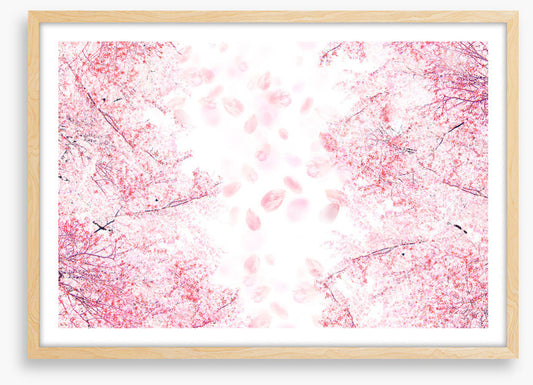 Blossom in the breeze