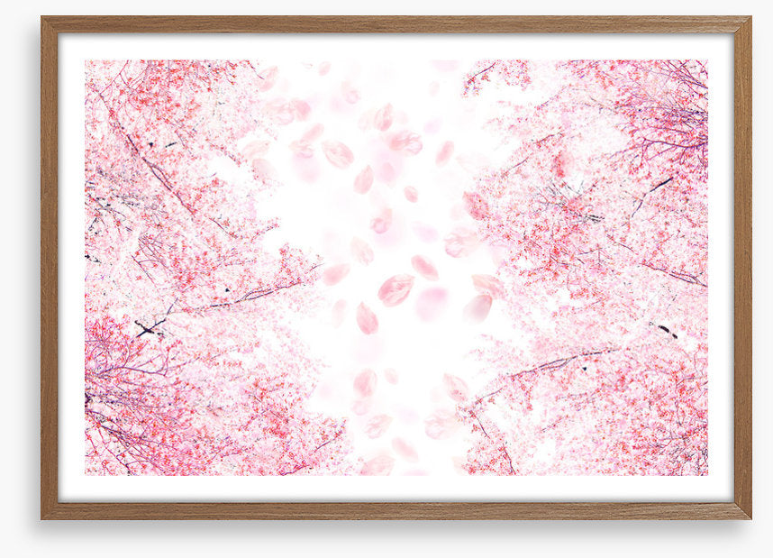 Blossom in the breeze
