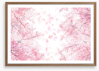 Blossom in the breeze