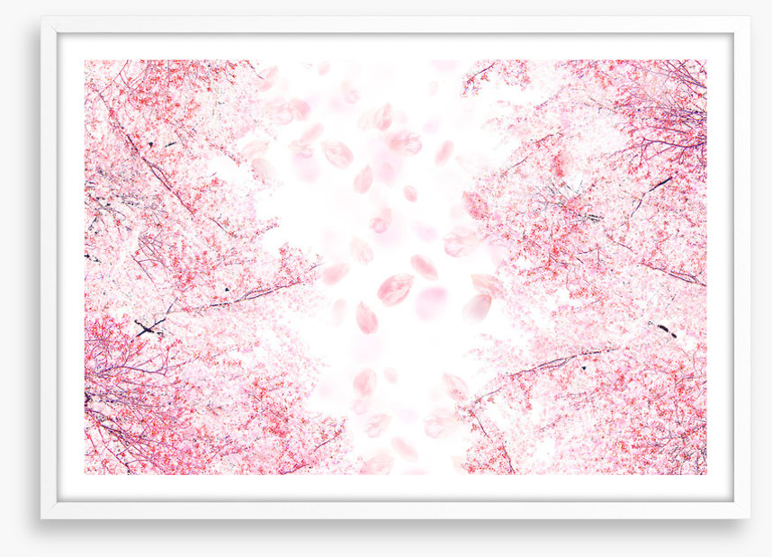 Blossom in the breeze