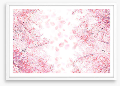 Blossom in the breeze