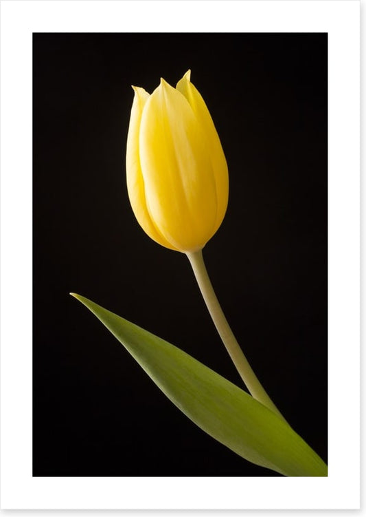 The yellow tulip