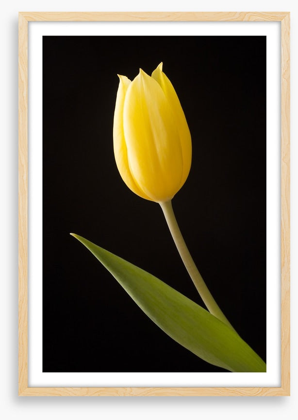 The yellow tulip