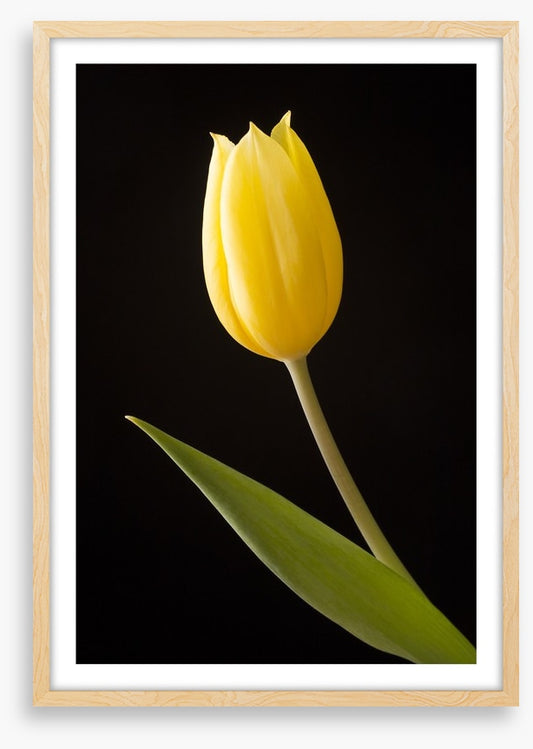 The yellow tulip