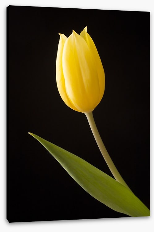 The yellow tulip