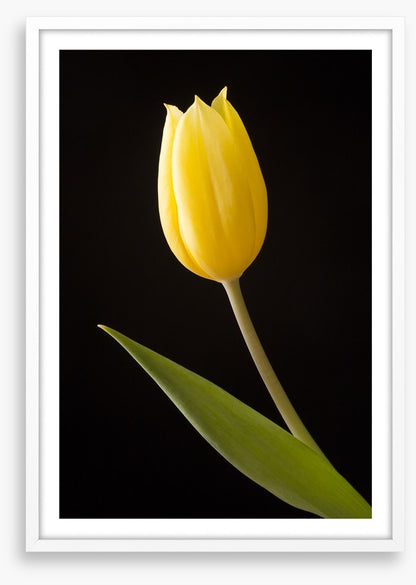 The yellow tulip