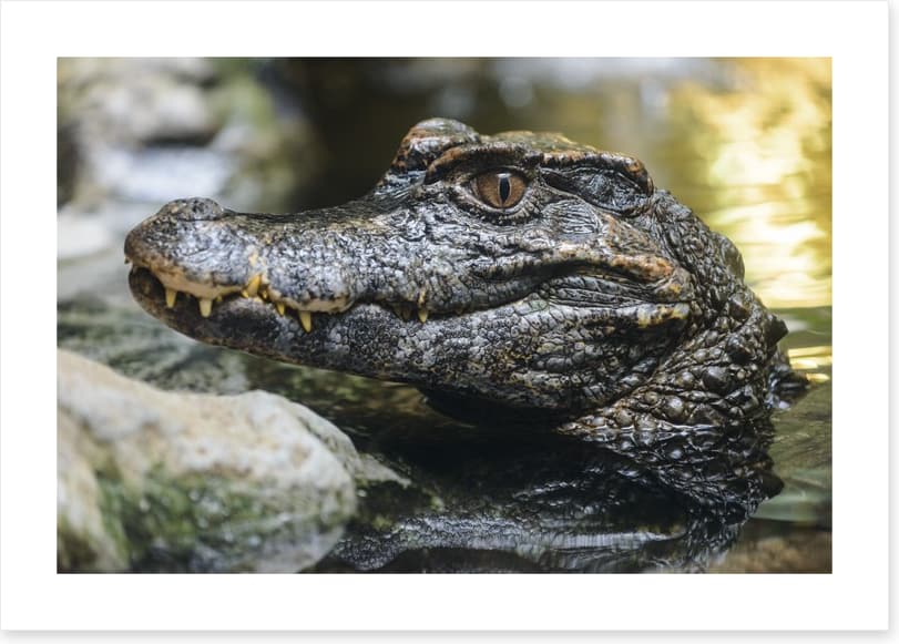 Reptiles / Amphibian