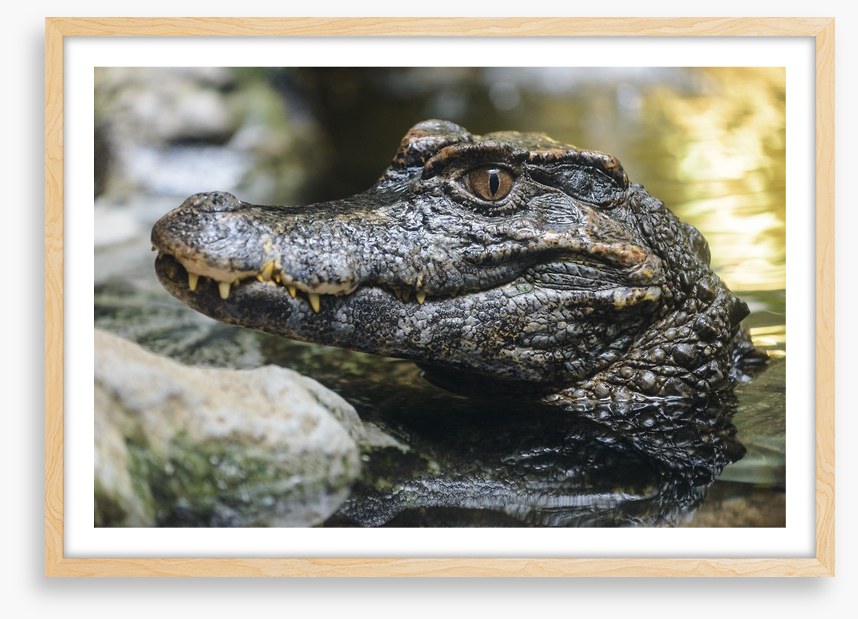 Reptiles / Amphibian