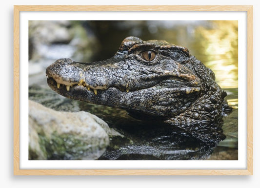Reptiles / Amphibian