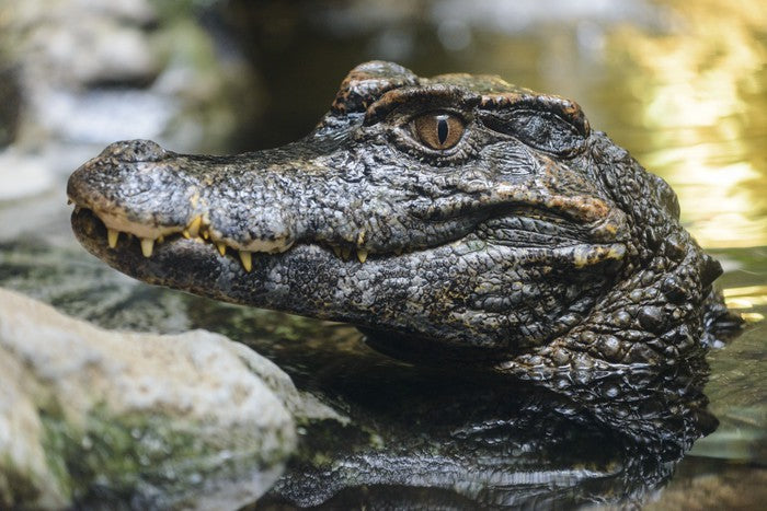Reptiles / Amphibian