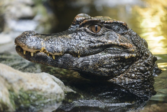 Reptiles / Amphibian