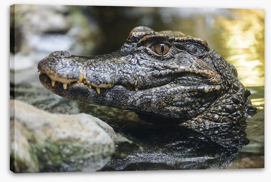 Reptiles / Amphibian