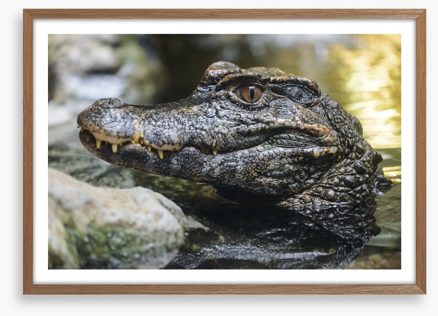 Reptiles / Amphibian
