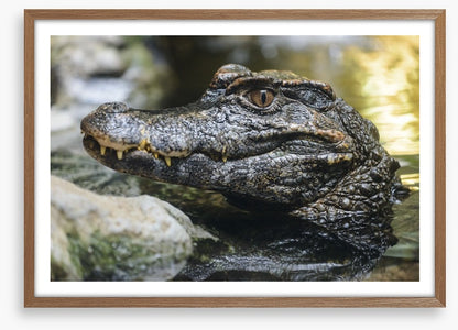 Reptiles / Amphibian