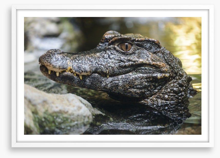 Reptiles / Amphibian