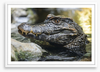 Reptiles / Amphibian