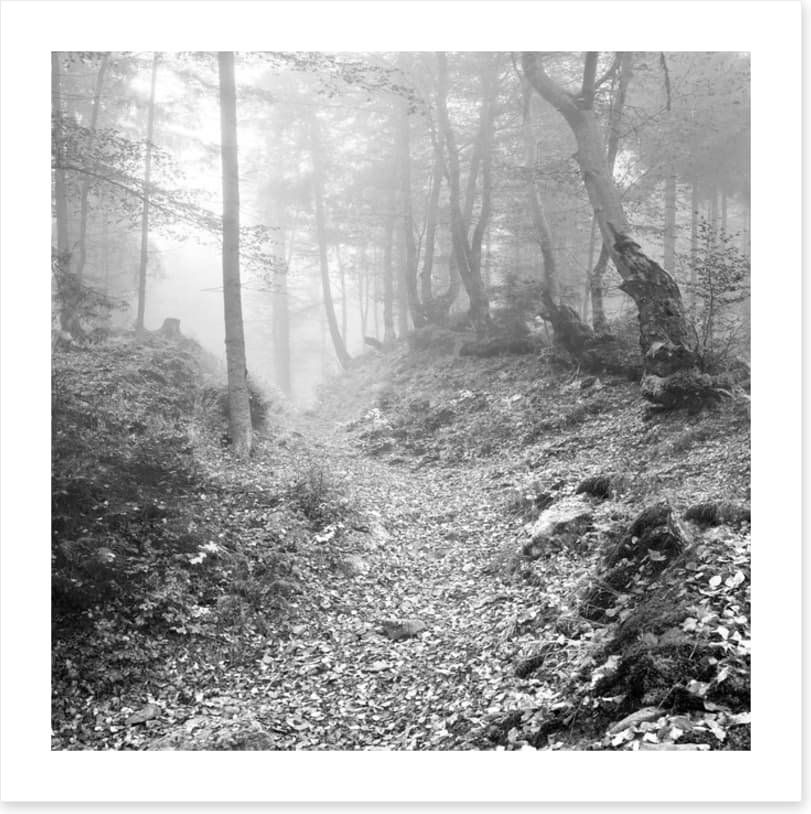 Deep in the forest