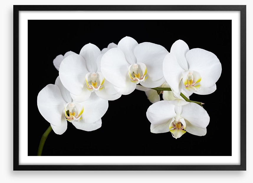 Five white orchids