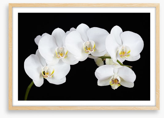 Five white orchids