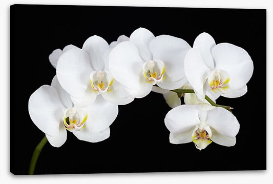 Five white orchids
