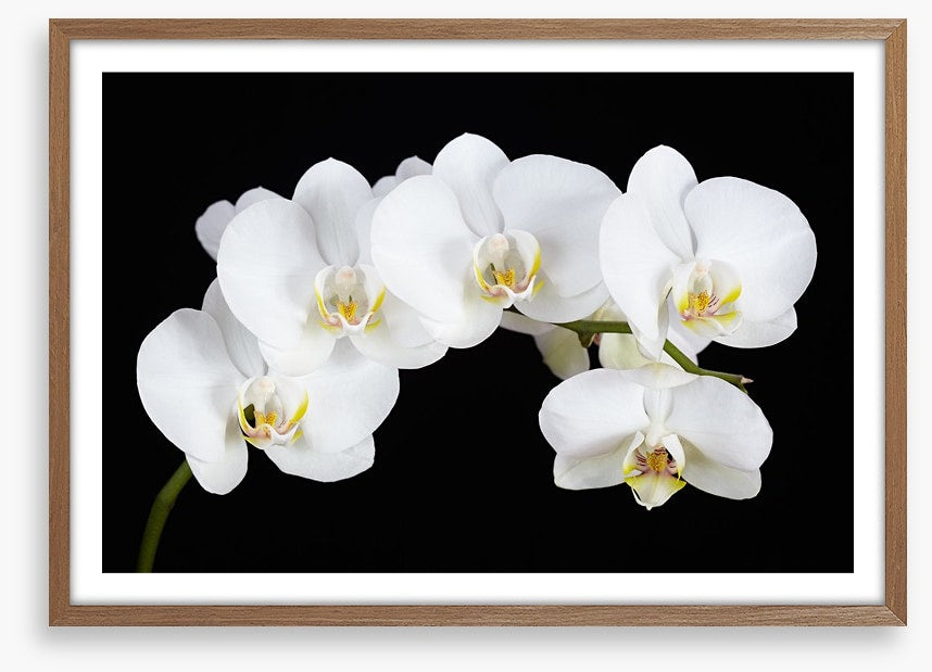 Five white orchids