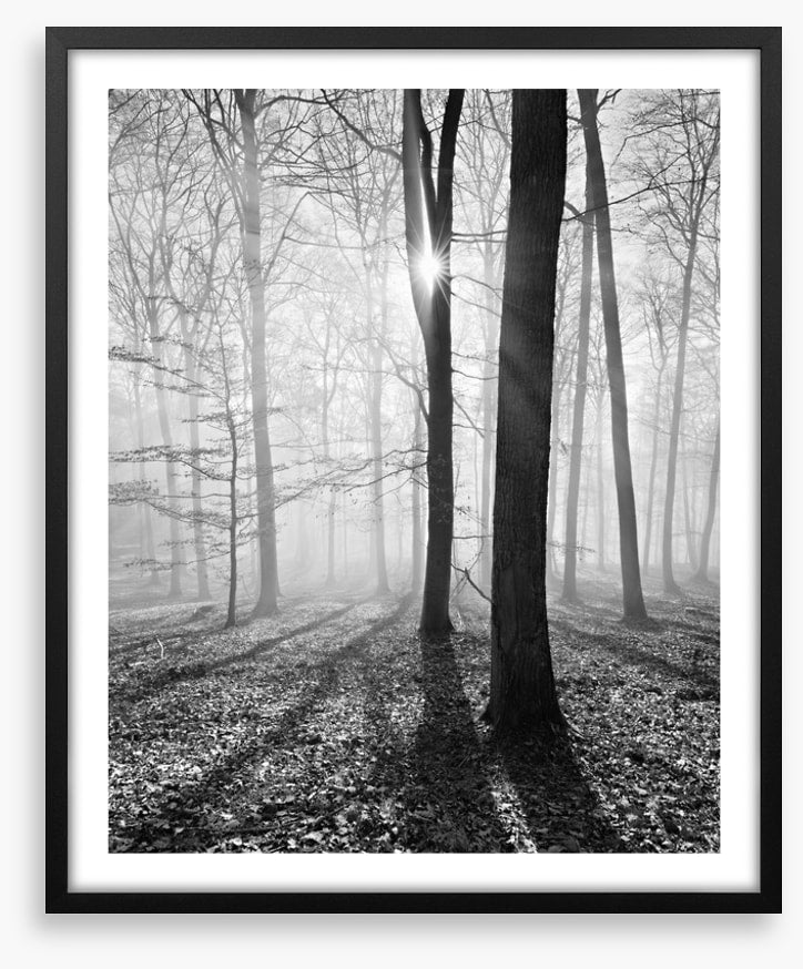 Sunlight and shadows