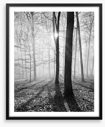 Sunlight and shadows