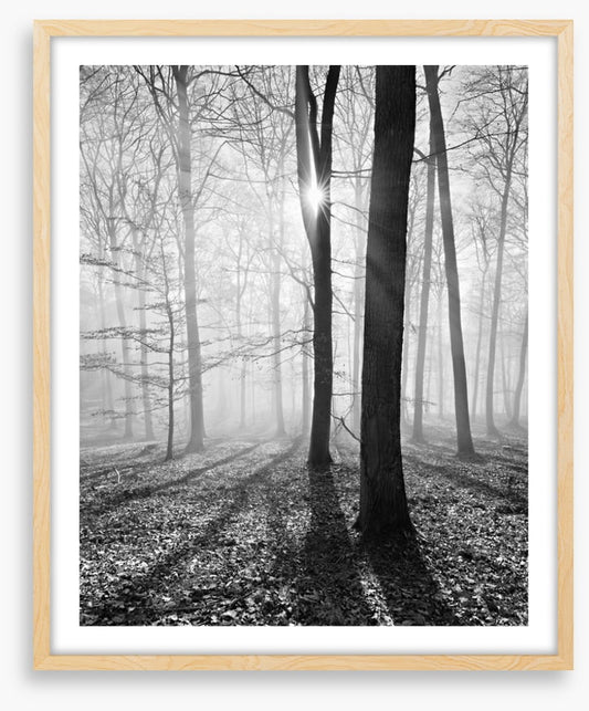 Sunlight and shadows