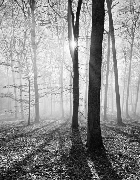 Sunlight and shadows