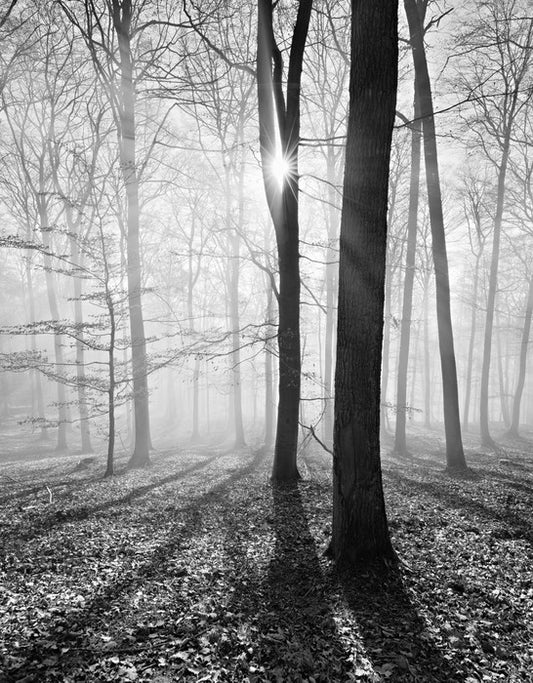 Sunlight and shadows