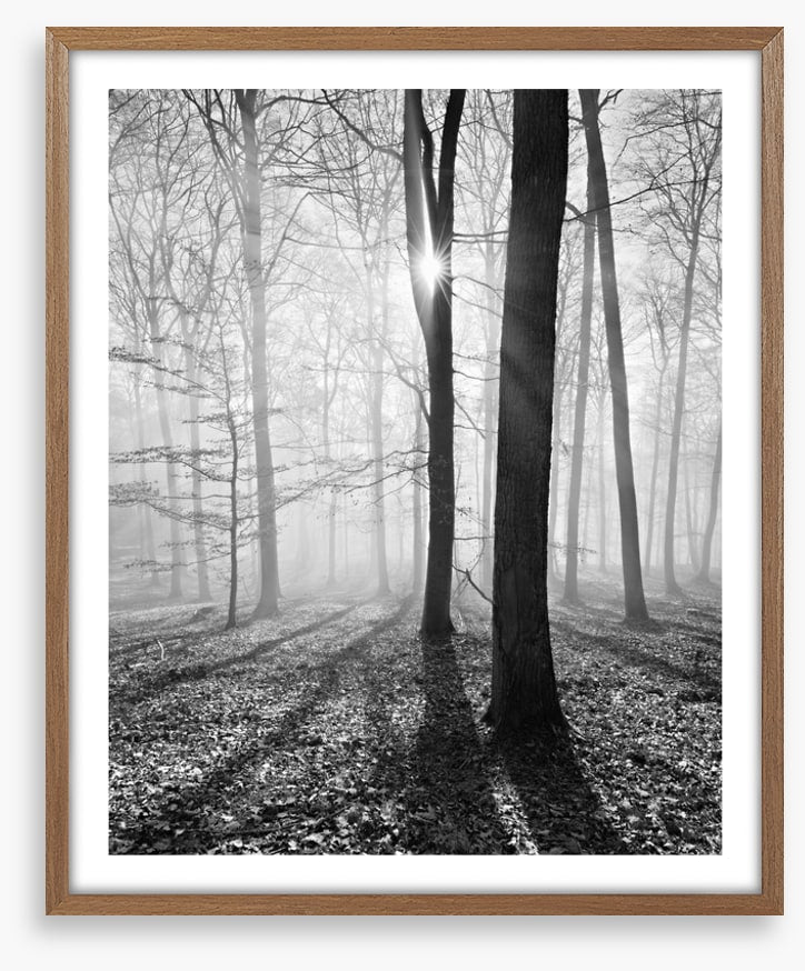 Sunlight and shadows