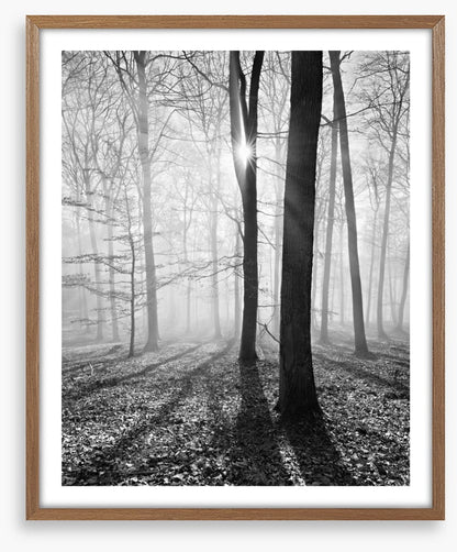 Sunlight and shadows