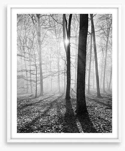 Sunlight and shadows