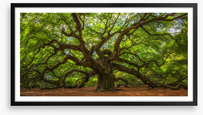 Angel Oak greens